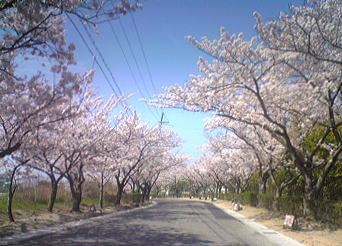 2009年桜の季節ＩＮ明石