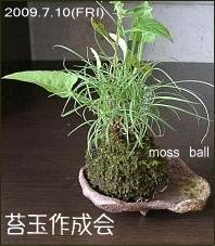 mossball