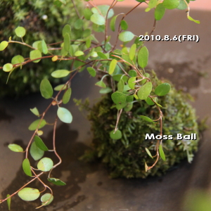 mossball