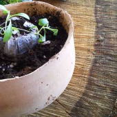 珪藻土/ケイソウドの植木鉢